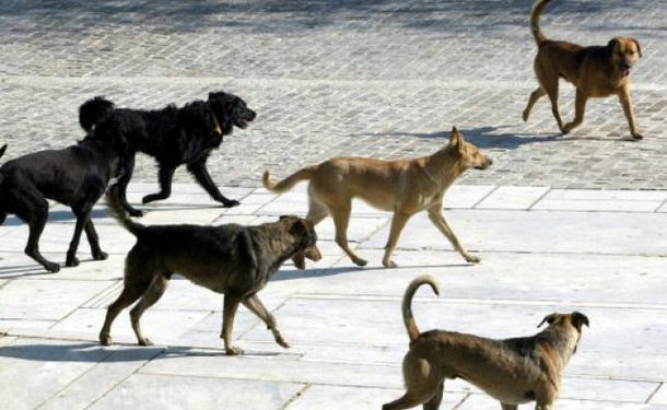 Τρόμος στο κέντρο των Χανίων: Αγέλη από αδέσποτα σκυλιά επιτέθηκαν σε πάνω από 20 άτομα