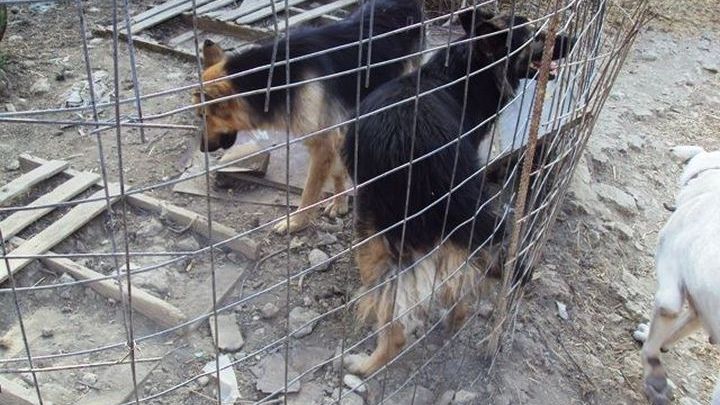 Αυτόφωρο και πρόστιμο χιλιάδων ευρώ για κακοποίηση σε ιδιοκτήτη σκύλων στα Χανιά