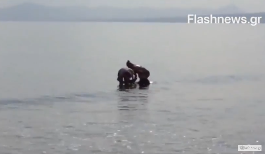 Τουρίστες παίζουν με δελφίνι σε παραλία των Χανίων (video)
