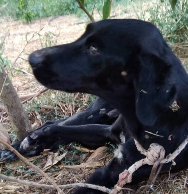 Υπάνθρωπος στα Χανιά έσερνε με το αυτοκίνητο το σκυλί στο δρόμο