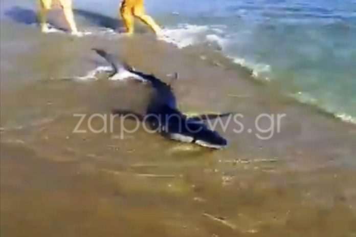 Σοκαριστικό βίντεο: Καρχαρίας βγήκε σε παραλία των Χανίων