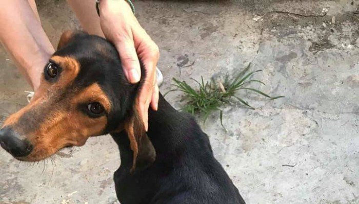 Πρόστιμο 120.000 ευρώ στον άνδρα που πέταξε τέσσερα κουτάβια στα σκουπίδια