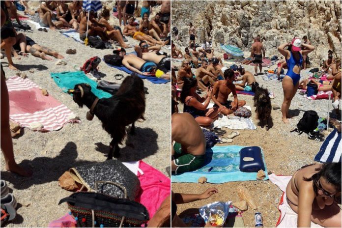 Στα Χανιά η πιo «cool» κατσίκα: Λιάζεται στα Σεϊτάν Λιμάνια και τρώει από λουόμενους (Photos -Video)