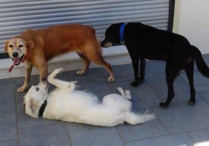 Δηλητηριάστηκαν ζώα στον Προφήτη Ηλία