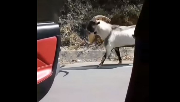 Θεϊκό kiki challenge στην Κρήτη με... τράγο!