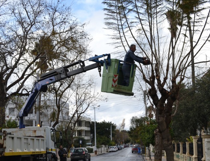 Κλάδεμα δέντρων στην οδό Ακρωτηρίου