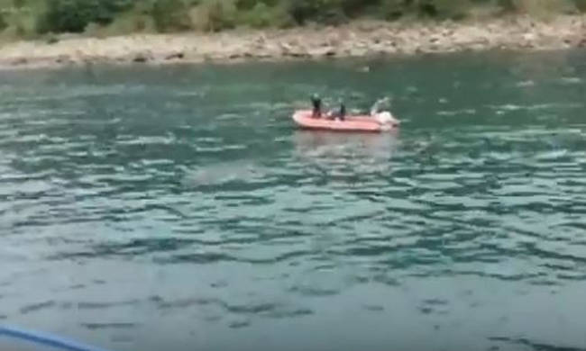 Απίστευτος ταύρος! Κολύμπησε 23 χιλιόμετρα για να αποφύγει τη σφαγή (video)