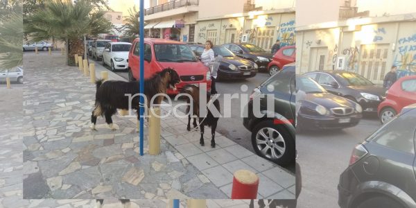 Κρήτη: Τράγος και κατσίκα τα «σπάνε» στο κέντρο της πόλης!