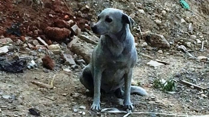 Άσπρισε ξανά η σκυλίτσα που κάποιοι ανόητοι είχαν βάψει με μπλε μπογιά (Photos)