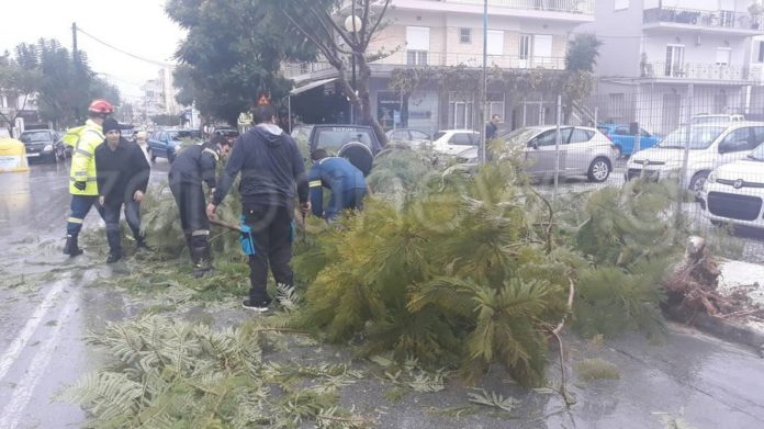 Από την κακοκαιρία έπεσε δέντρο στη Γογονή – Μικρές ζημιές σε αυτοκίνητο (Photos-video)