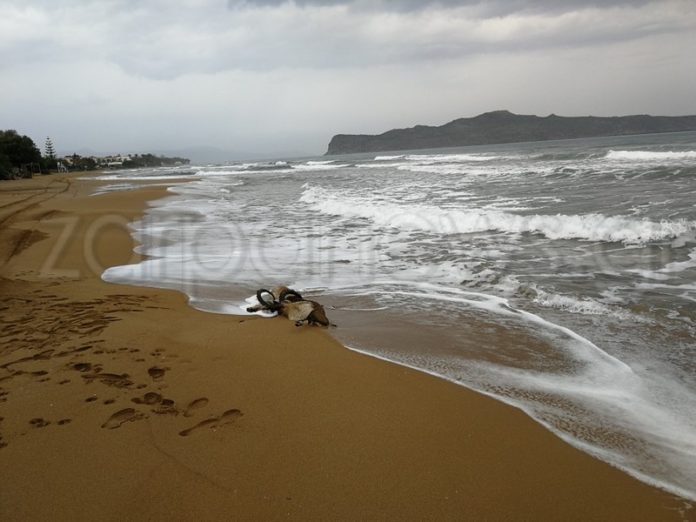 Χανιά: Το μακάβριο θέαμα σόκαρε τους κατοίκους στην Αγία Μαρίνα… (Photos)