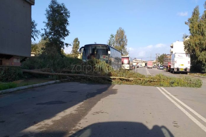 Χανιά: Πτώση δέντρου στη μέση του δρόμου της Χρυσοπηγής (Photos)