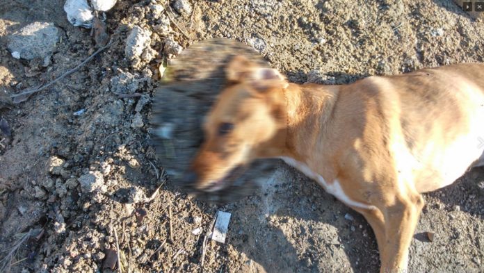 Κρήτη: Συνεχίζεται η βροχή από φόλες (Photo)