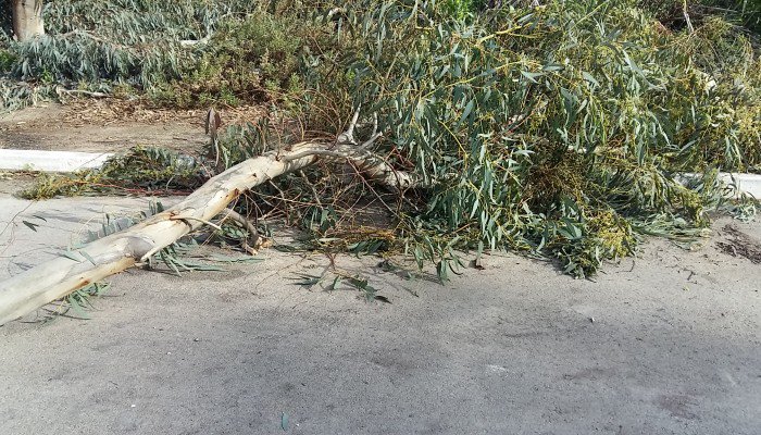 Οι θυελλώδεις άνεμοι έριξαν δέντρα στα Χανιά