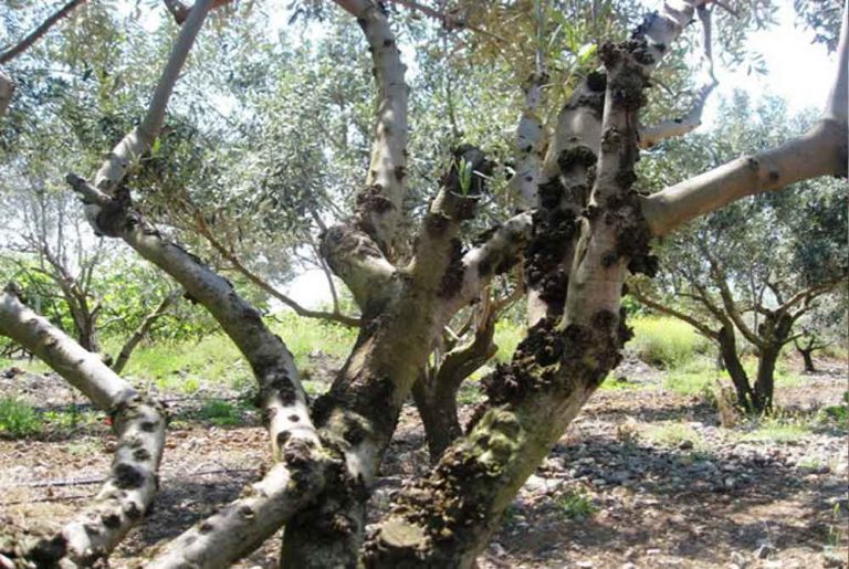 Νέα κτηνωδία στην Κρήτη: Κρέμασαν σκύλο από ελιά – Σοκαριστική φωτό