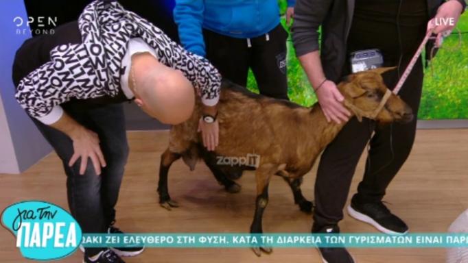 Δεν έχει προηγούμενο! Μπήκε κατσίκα στο πλατό του Μουτσινά!