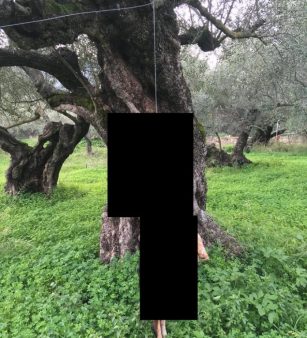 Νέα κτηνωδία στην Κρήτη: Κρέμασαν σκύλο από ελιά – Σοκαριστική φωτό