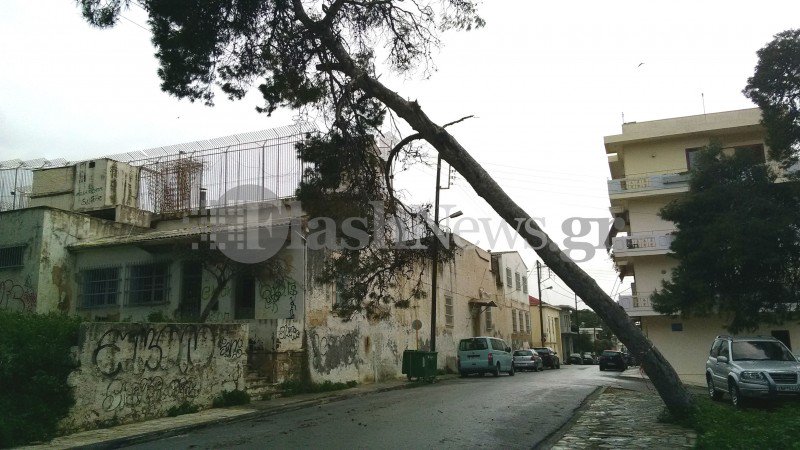 Έκλεισαν τη Γιαμπουδάκη στα Χανιά - Τεράστιο δέντρο είναι έτοιμο να πέσει (φωτο)