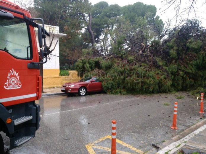 Δέντρα έπεσαν πάνω σε αυτοκίνητα στο πλάι του Δημοτικού Κήπου Χανίων Έκλεισε ο δρόμος – Κινδυνεύουν στύλοι της ΔΕΗ Εικόνες χάους στο κέντρο της πόλης