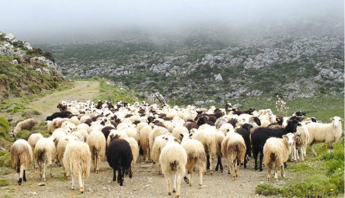 Κρήτη: Ο ένας τον έδειρε και ο άλλος του έσπασε το αγροτικό – Ξύλο και ζημιές για την παράνομη βόσκηση