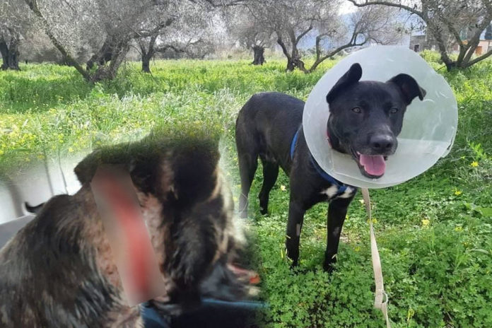 Χανιά: Δεν είναι άνθρωποι αυτοί! Απίστευτο βασανιστήριο σε αδέσποτο Σκληρές φωτογραφίες