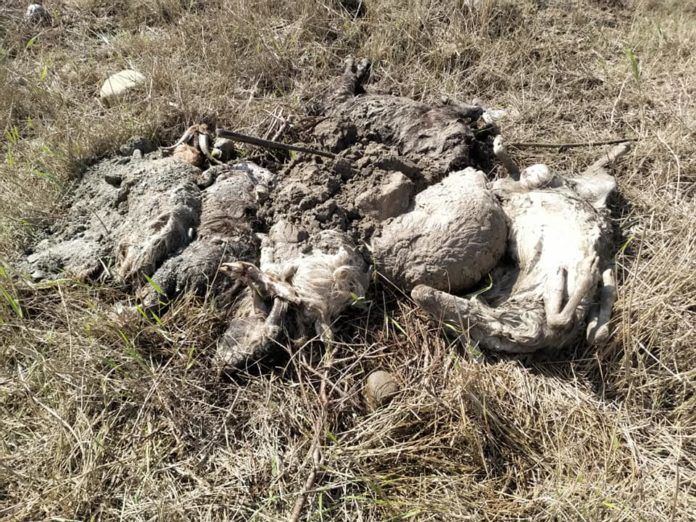 Σκληρές εικόνες στα Χανιά Νεκρά ζώα στη λάσπη ξεβράζει ο ποταμός Ταυρωνίτης