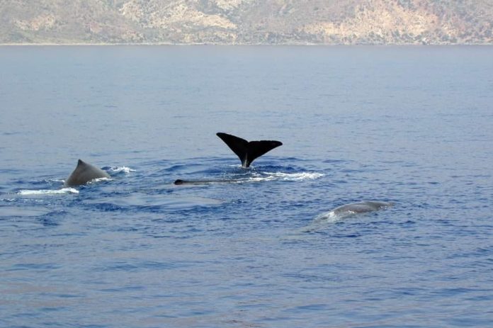 Παιχνίδια φάλαινας με δελφίνια ανοικτά της Παλαιόχωρας