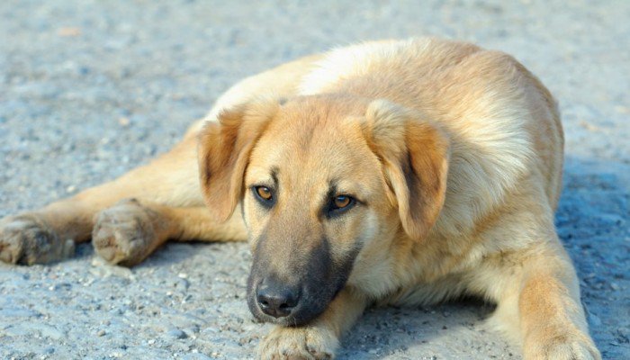 Κτηνωδία : Σκότωσαν αδέσποτο σκύλο με αλυσοπρίονο