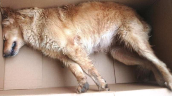 Στο έλεος της φόλας τα Χανιά! Πίνακας της Φιλοζωικής με τις καταγγελίες στο νόμο