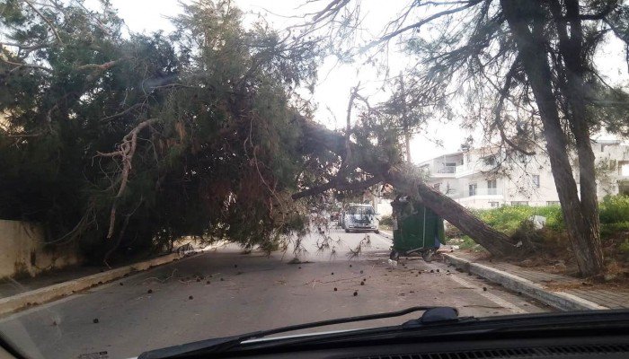 Από τύχη δεν συνέβη ατύχημα σε πτώση δέντρου στα Χανιά (φωτο)
