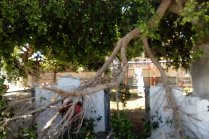 Έσπασε κλαδί δέντρου σε παιδική χαρά – Από τύχη δεν είχαμε θύματα