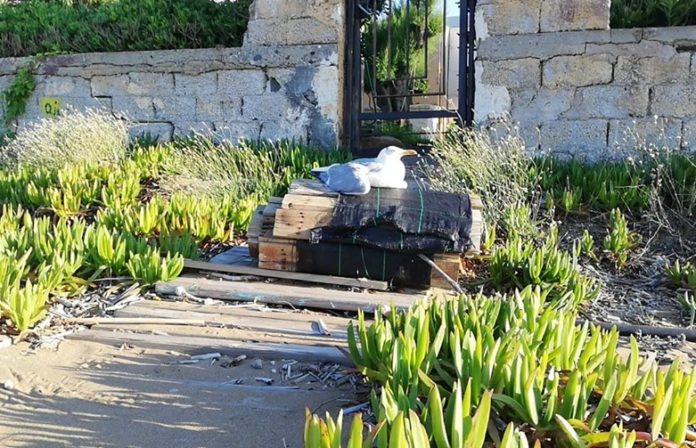Μυστήριο με τραυματισμούς γλάρων στα Χανιά
