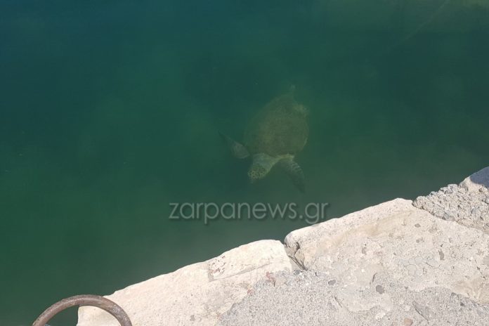 Μεγάλη χελώνα εμφανίστηκε στο Ενετικό Λιμάνι Χανίων