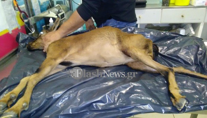 Επιχείρηση διάσωσης μικρού τραυματισμένου αγριμιού στα Χανιά (φωτο)