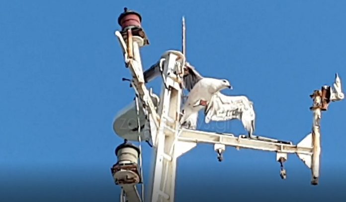 Χανιά : Γλάρος καρφώθηκε σε κατάρτι πλοίου στη Σούδα – Επιχείρηση διάσωσης της Πυροσβεστικής (Photos - Video)