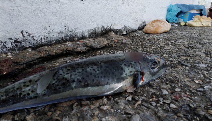 Μεγάλος λαγοκέφαλος πιάστηκε στα αγκίστρια στο Λουτρό Σφακίων (φωτο)