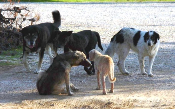 Αγέλη αδέσποτων σκύλων επιτέθηκε σε ποδηλάτη