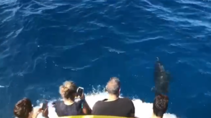 Έκαναν βόλτα παρέα με ένα… δελφίνι