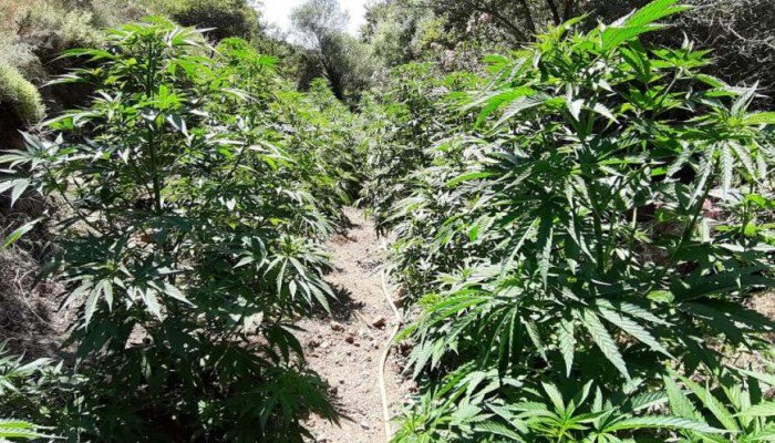 Αστυνομική επιχείρηση σε εξέλιξη για εντοπισμό φυτείας στα Χανιά