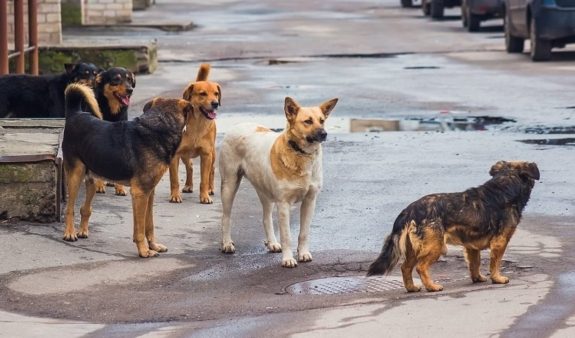 Χανιά: Αδέσποτα έσπειραν ξανά τον τρόμο στο Νοσοκομείο