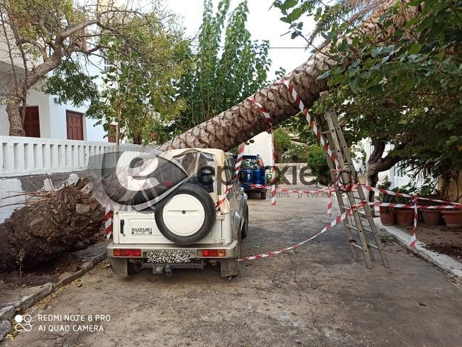 Χανιά: Τεράστιος φοίνικας πλάκωσε αυτοκίνητο στη Παλαιόχωρα (φωτο)