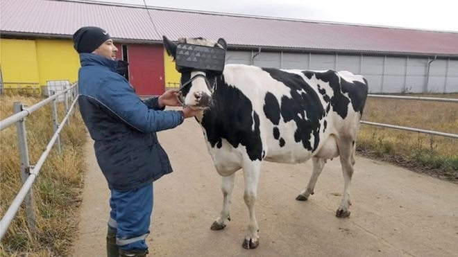 Αγελάδες με VR headsets για καλύτερη παραγωγή γάλακτος... (φωτο)