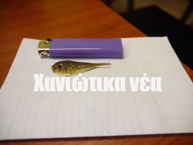 Χανιά: Λαγοκέφαλος μέσα σε μαρίδες! (φωτο)