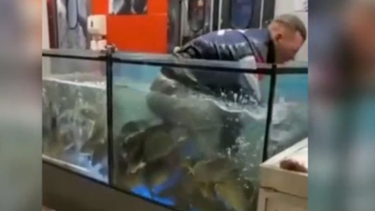 Μπήκε μέσα σε ενυδρείο με ψάρια για να πάρει το δαχτυλίδι που πέταξε η κοπέλα του όταν της έκανε πρόταση γάμου (video)