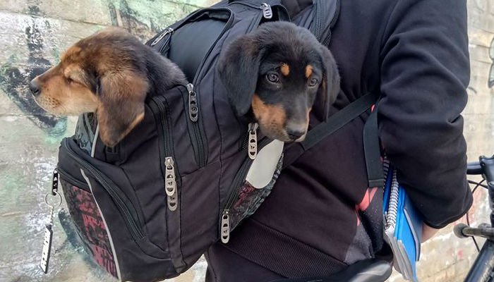 Έβγαλε τα βιβλία και έβαλε στην σχολική τσάντα τα… παρατημένα κουτάβια! (φωτο)