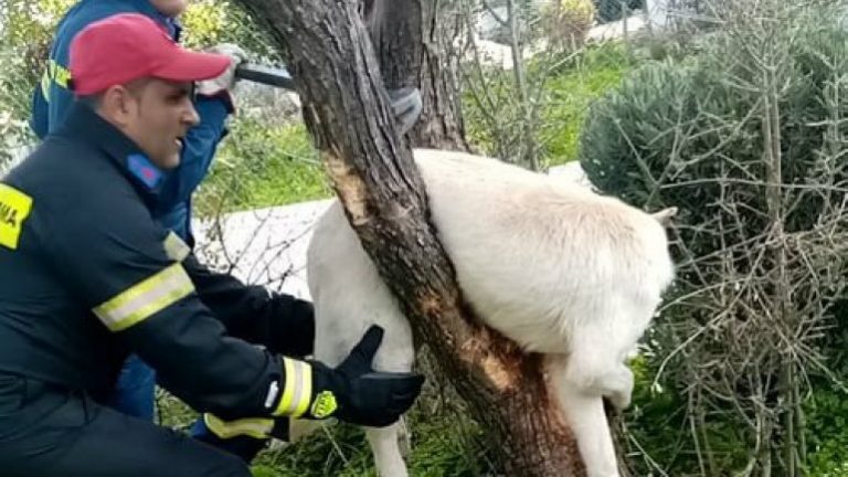 Κρήτη: Μικρά παιδιά έστειλαν φωτο του σκύλου για βοήθεια και η Πυροσβεστική τον έσωσε