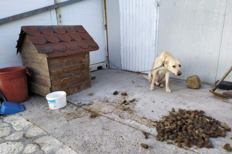 Χανιά: Σύλληψη για κακοποίηση σκύλου - Τον παράτησε αλυσοδεμένο και μέσα στα… περιττώματα (φωτο)