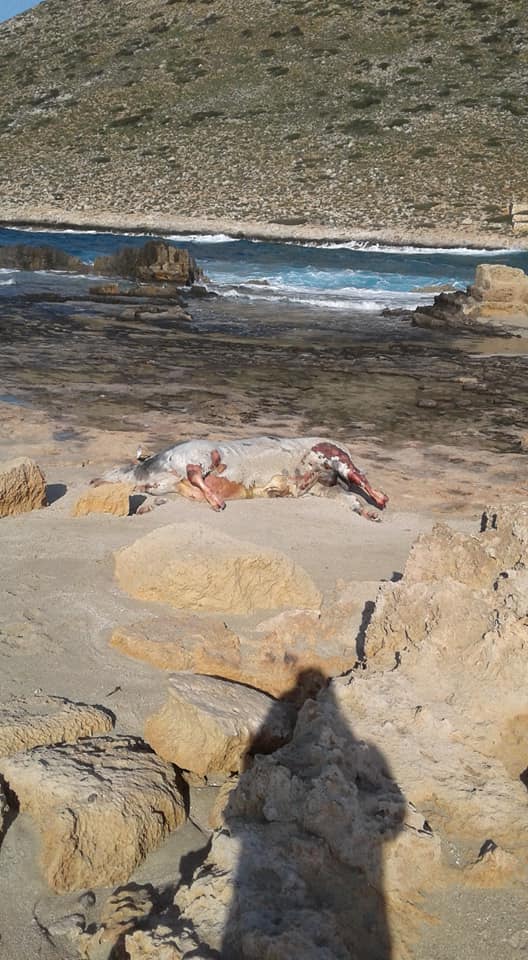 Χανιά: Η θάλασσα ξέβρασε… αγελάδα στο Ακρωτήρι (φωτο)