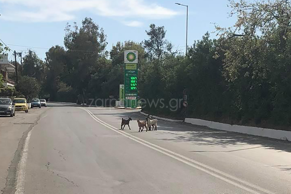 Χανιά: Ένας 16χρονος παραλίγο να σκοτωθεί, όμως τα ζώα ακόμα αλωνίζουν στους δρόμους (φωτο)