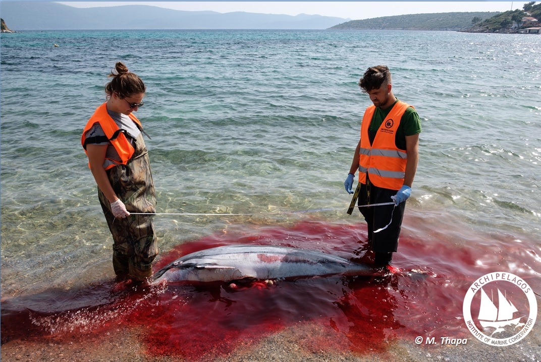 Ανθρώπινη θηριωδία στα Δωδεκάνησα - Μαζικές δολοφονίες θαλάσσιων θηλαστικών (φωτο)